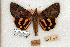  ( - 694-0000-000000-JA)  @14 [ ] Copyright (2008) Unspecified Research Collection of Robert J. Borth