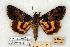  ( - 695-0000-000000-JA)  @14 [ ] Copyright (2008) Unspecified Research Collection of Robert J. Borth