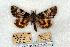  ( - 697-0000-010830-JA)  @13 [ ] Copyright (2008) Unspecified Research Collection of Robert J. Borth