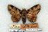  (Zale exhausta - 713-8864-000000-00)  @15 [ ] Copyright (2008) Unspecified Research Collection of Robert J. Borth