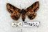  ( - 718-8690-281176-FL)  @14 [ ] Copyright (2008) Unspecified Research Collection of Robert J. Borth