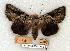  (Catocala robinsonii - 731-8780-000000-IL)  @15 [ ] Copyright (2008) Unspecified Research Collection of Robert J. Borth