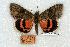  (Catocala electilis - 745-8831-000000-MX)  @14 [ ] Copyright (2008) Unspecified Research Collection of Robert J. Borth