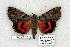  (Catocala violenta - 751-8853-030805-AZ)  @15 [ ] Copyright (2008) Unspecified Research Collection of Robert J. Borth