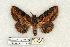  (Zale strigimacula - 717-8686-030664-DO)  @15 [ ] Copyright (2008) Unspecified Research Collection of Robert J. Borth