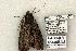  (Catocala louiseae new sp - 769-270504-TX)  @13 [ ] Copyright (2008) Unspecified Research Collection of Robert J. Borth