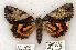  (Catocala crataegi - 774-030796-WI)  @15 [ ] Copyright (2008) Unspecified Research Collection of Robert J. Borth