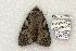  ( - 778-110702-KY)  @14 [ ] Copyright (2008) Unspecified Research Collection of Robert J. Borth