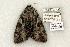  ( - 779-100702-VA)  @12 [ ] Copyright (2008) Unspecified Research Collection of Robert J. Borth