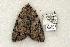  ( - 780-100802-KY)  @14 [ ] Copyright (2008) Unspecified Research Collection of Robert J. Borth