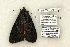  (Catocala antinympha - 775-030796-WI)  @14 [ ] Copyright (2008) Unspecified Research Collection of Robert J. Borth