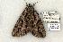  (Catocala retecta - 790-100802-KY)  @15 [ ] Copyright (2008) Unspecified Research Collection of Robert J. Borth
