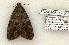  (Catocala lineella - 832-010604-TX)  @14 [ ] Copyright (2008) Unspecified Research Collection of Robert J. Borth