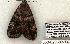  ( - 833-020603-TX)  @13 [ ] Copyright (2008) Unspecified Research Collection of Robert J. Borth