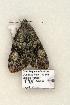  (Catocala lineella sp. 2 - 848-COI-06)  @13 [ ] Copyright (2008) Unspecified Research Collection of Robert J. Borth