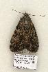  ( - 854-COI-06)  @13 [ ] Copyright (2008) Unspecified Research Collection of Robert J. Borth