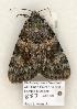  ( - 857-COI-06)  @13 [ ] Copyright (2008) Unspecified Research Collection of Robert J. Borth