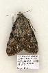  ( - 858-COI-06)  @13 [ ] Copyright (2008) Unspecified Research Collection of Robert J. Borth