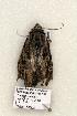  ( - 892-COI-06)  @13 [ ] Copyright (2008) Unspecified Research Collection of Robert J. Borth