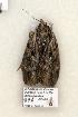  ( - 896-COI-06)  @13 [ ] Copyright (2008) Unspecified Research Collection of Robert J. Borth
