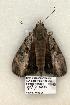  ( - 897-COI-06)  @13 [ ] Copyright (2008) Unspecified Research Collection of Robert J. Borth
