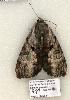  ( - 899-COI-06)  @13 [ ] Copyright (2008) Unspecified Research Collection of Robert J. Borth