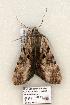  ( - 901-COI-06)  @13 [ ] Copyright (2008) Unspecified Research Collection of Robert J. Borth