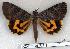  (Catocala nymphaeoides - 902-280705-RU)  @14 [ ] Copyright (2008) Unspecified Research Collection of Robert J. Borth
