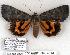  (Catocala grynea - 911-280707-WI)  @14 [ ] Copyright (2008) Unspecified Research Collection of Robert J. Borth