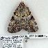  ( - 922-040606-FL)  @13 [ ] Copyright (2008) Unspecified Research Collection of Robert J. Borth