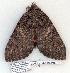  ( - 940-100507-FL)  @12 [ ] Copyright (2008) Unspecified Research Collection of Robert J. Borth