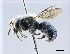  (Hoplosmia - NHMW-HYM 18)  @15 [ ] CreativeCommons  Attribution Non-Commercial (by-nc) (2017) Unspecified Natural History Museum Vienna