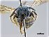  ( - NHMW-HYM 219)  @12 [ ] CreativeCommons  Attribution Non-Commercial (by-nc) (2017) Unspecified Natural History Museum Vienna