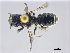  ( - NHMW-HYM 243)  @13 [ ] CreativeCommons  Attribution Non-Commercial (by-nc) (2017) Unspecified Natural History Museum Vienna