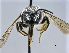  ( - NHMW-HYM 264)  @12 [ ] CreativeCommons  Attribution Non-Commercial (by-nc) (2017) Unspecified Natural History Museum Vienna