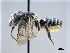  ( - NHMW-HYM 264)  @13 [ ] CreativeCommons  Attribution Non-Commercial (by-nc) (2017) Unspecified Natural History Museum Vienna