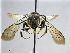  ( - NHMW-HYM 299)  @13 [ ] Unspecified (default): All Rights Reserved (2017) Unspecified Natural History Museum Vienna