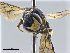  ( - NHMW-HYM 353)  @12 [ ] CreativeCommons  Attribution Non-Commercial (by-nc) (2017) Unspecified Natural History Museum Vienna