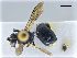  ( - NHMW-HYM 353)  @12 [ ] CreativeCommons  Attribution Non-Commercial (by-nc) (2017) Unspecified Natural History Museum Vienna
