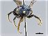  ( - NHMW-HYM 402)  @12 [ ] CreativeCommons  Attribution Non-Commercial (by-nc) (2017) Unspecified Natural History Museum Vienna