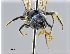  ( - NHMW-HYM 518)  @12 [ ] Unspecified (default): All Rights Reserved (2017) Unspecified Natural History Museum Vienna