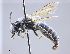  (Andrena ovatula - NHMW-HYM 634)  @14 [ ] Unspecified (default): All Rights Reserved (2017) Unspecified Natural History Museum Vienna