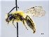  (Andrena propinqua - NHMW-HYM 635)  @14 [ ] Unspecified (default): All Rights Reserved (2017) Unspecified Natural History Museum Vienna