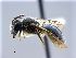  (Andrena simontornyella - NHMW-HYM 637)  @14 [ ] Unspecified (default): All Rights Reserved (2017) Unspecified Natural History Museum Vienna