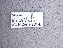  ( - NHMW-HYM 783)  @11 [ ] Unspecified (default): All Rights Reserved (2017) Unspecified Natural History Museum Vienna