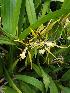  (Brassia bidens - BB64)  @11 [ ] Copyright (2019) Unspecified Atlanta Botanical Garden