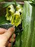  (Catasetum macrocarpum - BB55)  @11 [ ] Copyright (2019) Unspecified Atlanta Botanical Garden