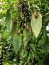  ( - BB23)  @11 [ ] Copyright (2019) Unspecified Atlanta Botanical Garden