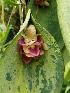  ( - BB23)  @11 [ ] Copyright (2019) Unspecified Atlanta Botanical Garden