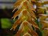  (Dendrochilum magnum - ORDNA00566)  @11 [ ] Copyright (2019) Unspecified Atlanta Botanical Garden